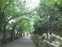 若葉の桜坂
