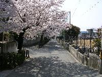 満開の桜坂