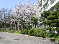 本館前の桜