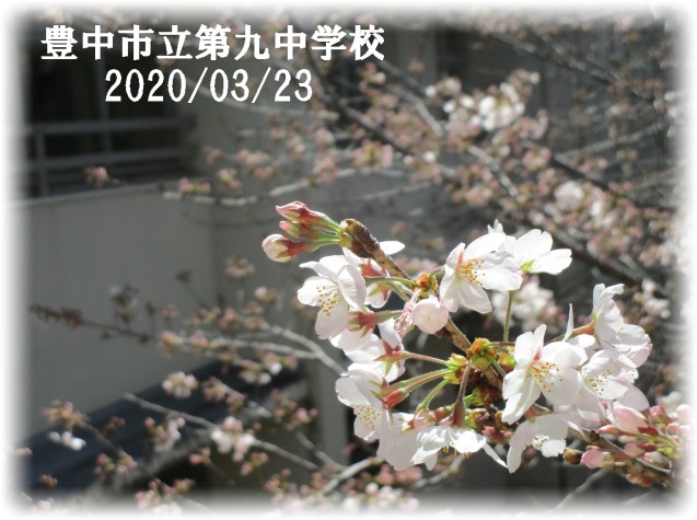 中庭桜　開花