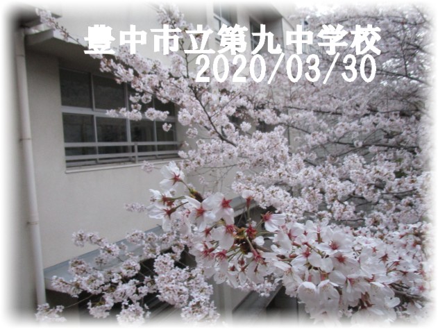 本日の九中中庭桜　ほぼ満開