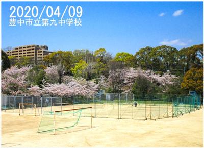 テニスコート桜
