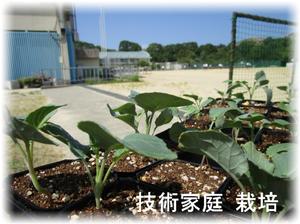 9月 8日 ブロッコリーの栽培 技術 水あげて すくすく育て 夏野菜 第九中学校