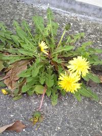 タンポポの花