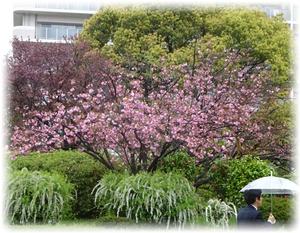 雨露の中八重桜