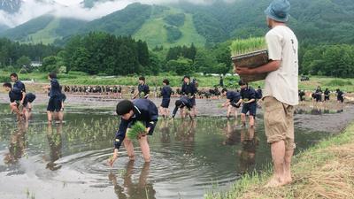 田植え中