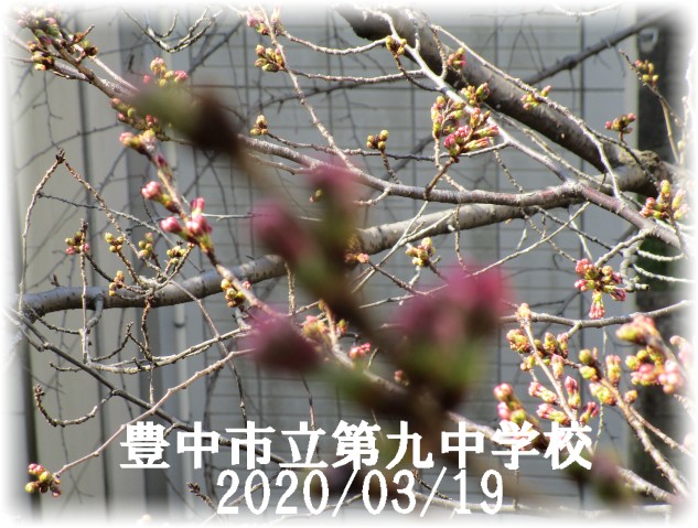 中庭桜