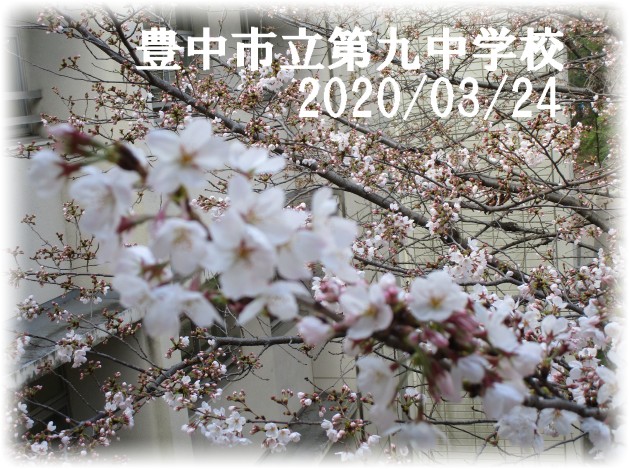 中庭桜