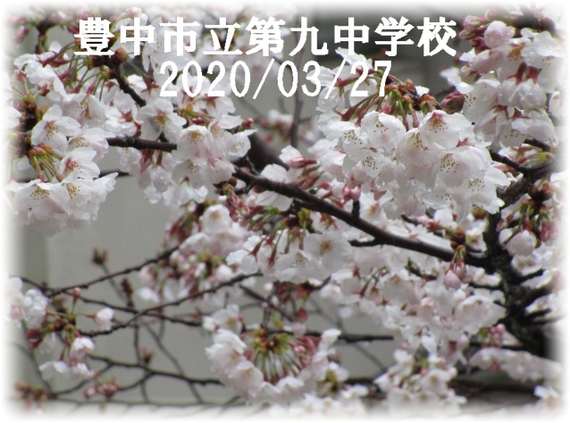 中庭桜