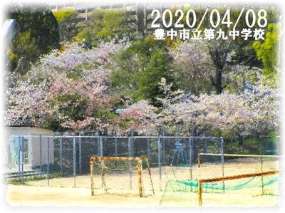 テニスコート桜　満開
