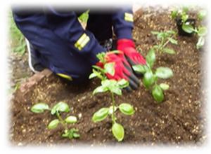 バジルの植え付け