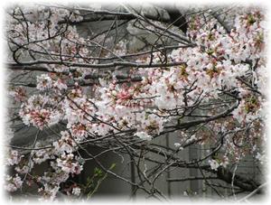 今日の九中桜