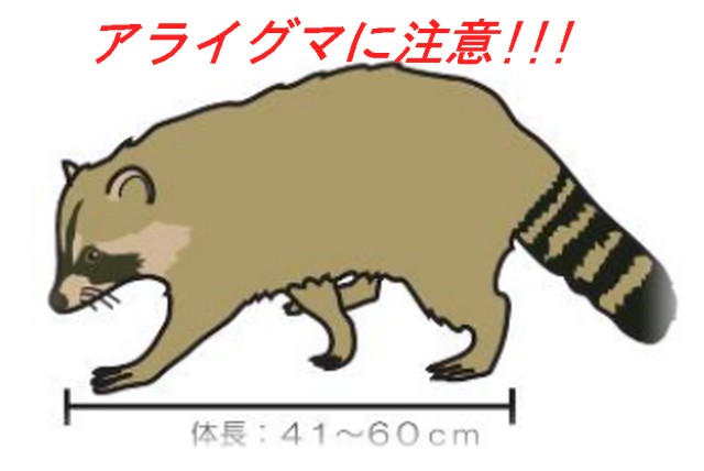 アライグマに注意！