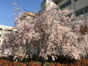 しだれ桜