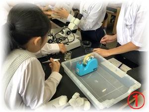 ピンセットで解剖