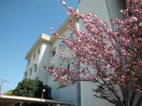 桜の木