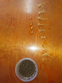 種もみから芽が出ている様子