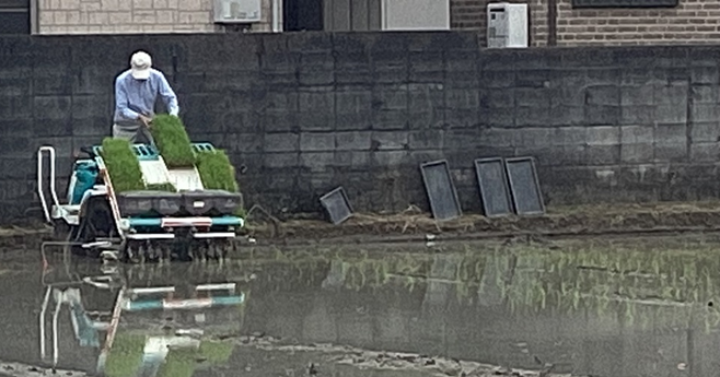 田植えのようす