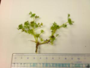 メリケントキンソウ