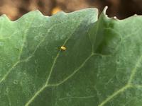 理科 こん虫の育ち方 中豊島小学校