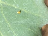 理科 こん虫の育ち方 中豊島小学校