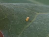 理科 こん虫の育ち方 中豊島小学校