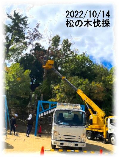 松の木伐採
