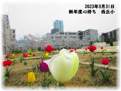 西丘小　校庭