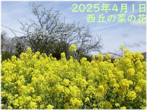 西丘の菜の花