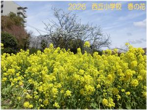西丘小 春の花