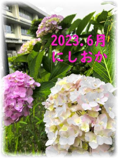 にしおかの紫陽花