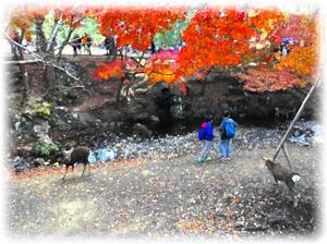 川辺にて　紅葉と鹿