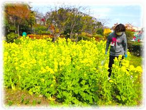 菜の花満開