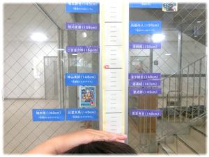 ④豊臣秀吉140㎝？
