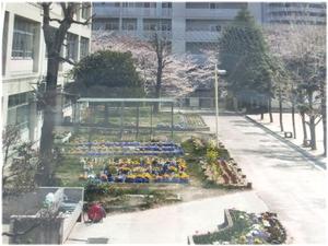 旧校舎の庭