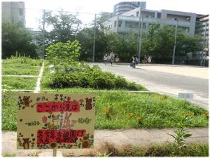 学級園