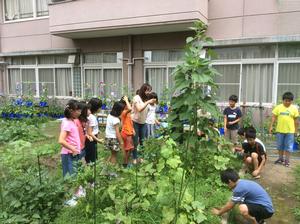 大池小学校 ゴーヤの摘心 4年