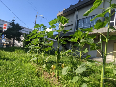 ピーマン