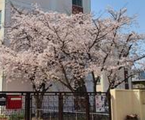 新田南小学校　桜