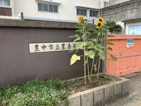 正門のひまわり